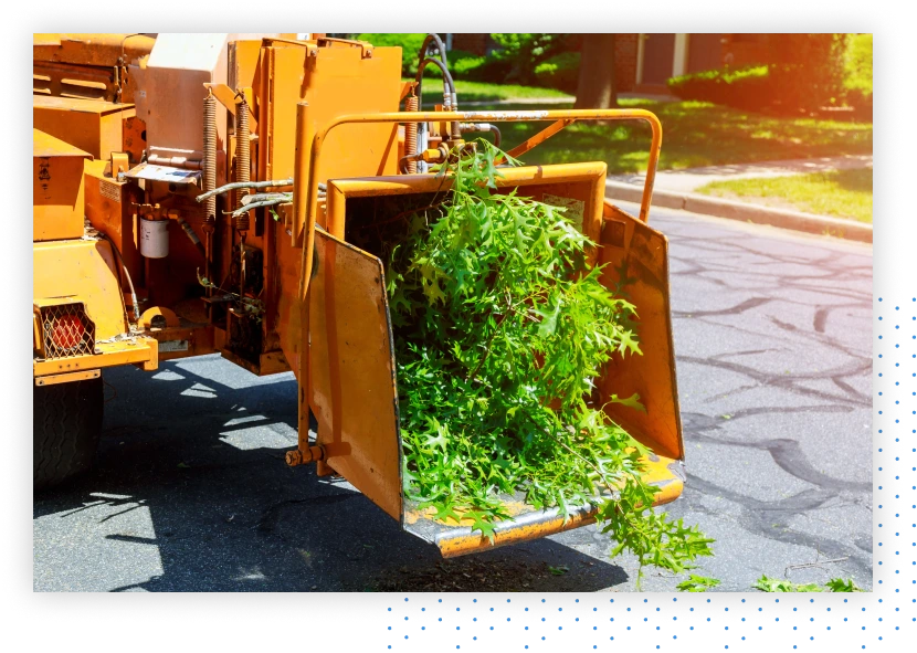 Vehicle carrying tree